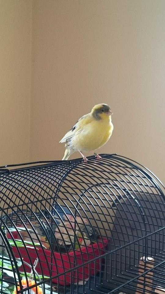 Fife Canary Found Walsall UK right side